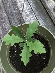 Quercus alba