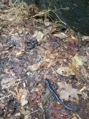 Plethodon chlorobryonis