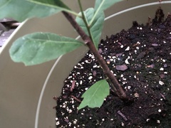 Quercus alba