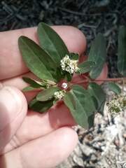 Euphorbia hypericifolia
