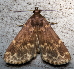 Idia lubricalis