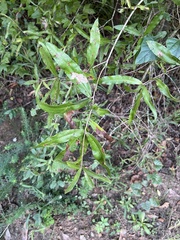 Quercus hemisphaerica