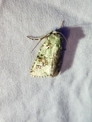 Lacinipolia laudabilis