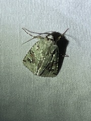 Lacinipolia laudabilis