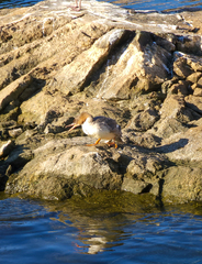 Mergus merganser