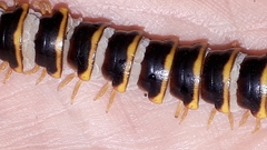 Arthrophaga myriapodina