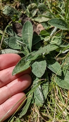 Pilosella officinarum