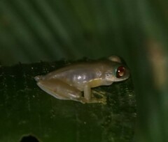 Duellmanohyla salvavida