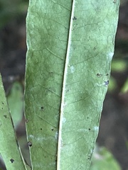 Quercus hemisphaerica