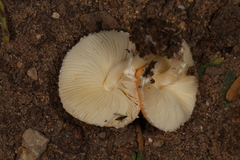 Leucoagaricus rubrotinctus