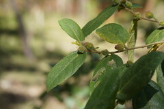 Ficus coronata