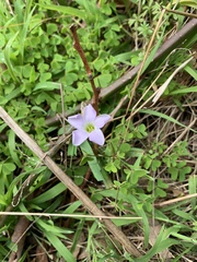 Oxalis incarnata