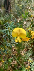 Gompholobium latifolium
