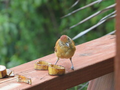 Thamnophilus doliatus