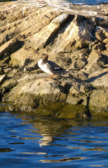 Mergus merganser