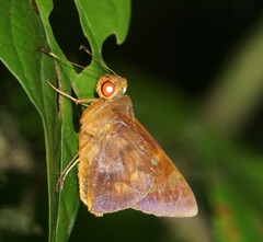 Talides alternata