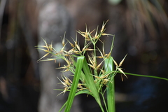 Rhynchospora inundata