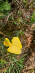 Gompholobium latifolium