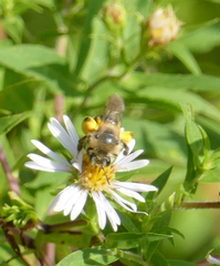 Andrena asteris