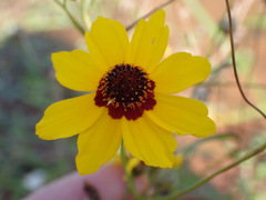 Coreopsis tinctoria