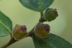 Ficus coronata