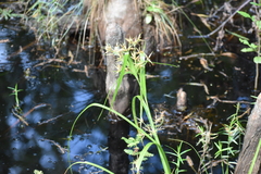 Rhynchospora inundata