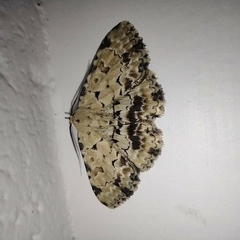 Sandava scitisignata