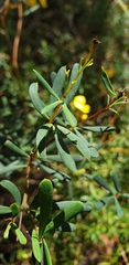 Gompholobium latifolium