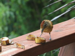 Thamnophilus doliatus