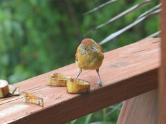 Thamnophilus doliatus