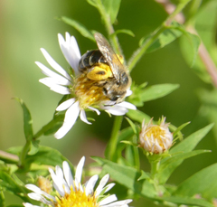 Andrena asteris