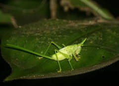 Copiphora rhinoceros