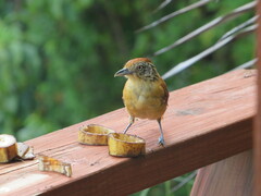 Thamnophilus doliatus