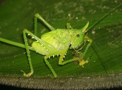 Copiphora rhinoceros