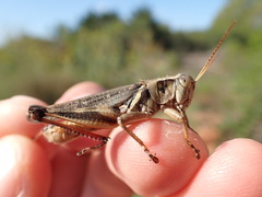Melanoplus keeleri