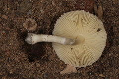 Leucoagaricus rubrotinctus