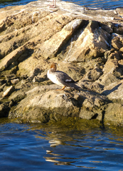 Mergus merganser