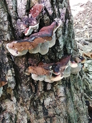 Ischnoderma resinosum