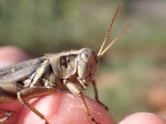 Melanoplus keeleri