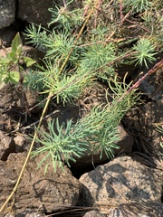 Euphorbia cyparissias