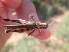 Melanoplus keeleri