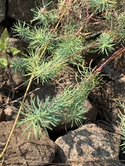 Euphorbia cyparissias