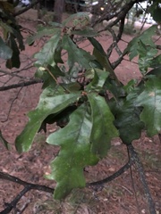 Quercus falcata