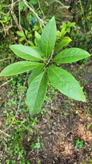 Chionanthus virginicus