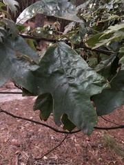 Quercus falcata