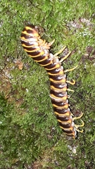 Arthrophaga myriapodina