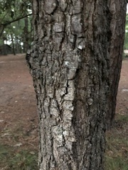 Quercus falcata
