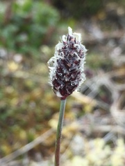 Alopecurus magellanicus