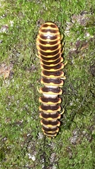 Arthrophaga myriapodina