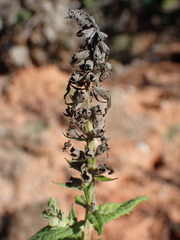 Teucrium canadense